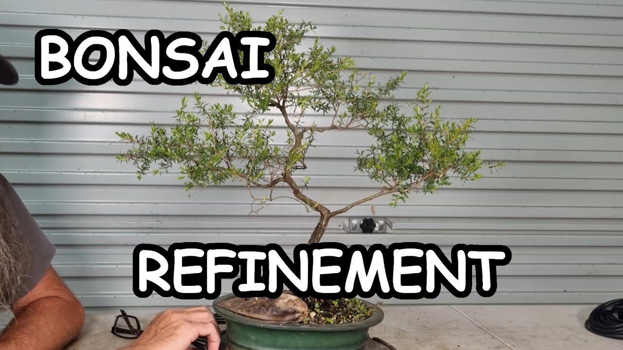 Aussie Tea Tree Bonsai Pruning & Wiring