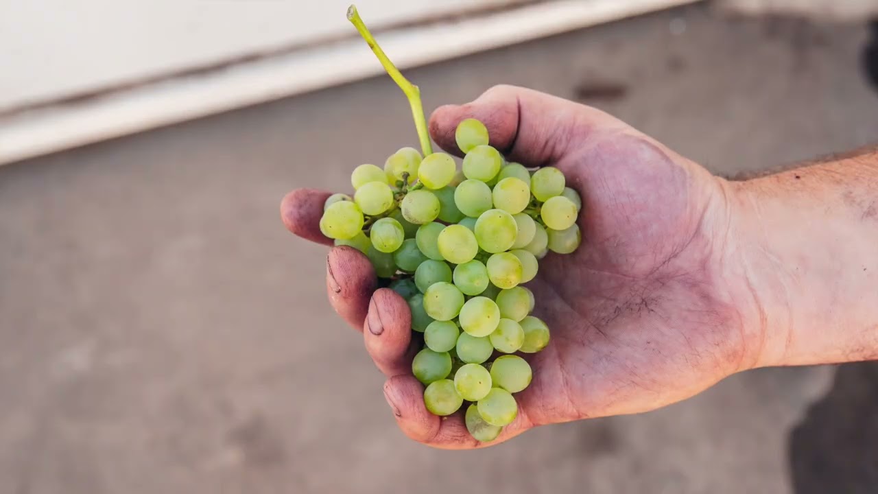 Peter Lloyd from Coriole Vineyards on fiano
