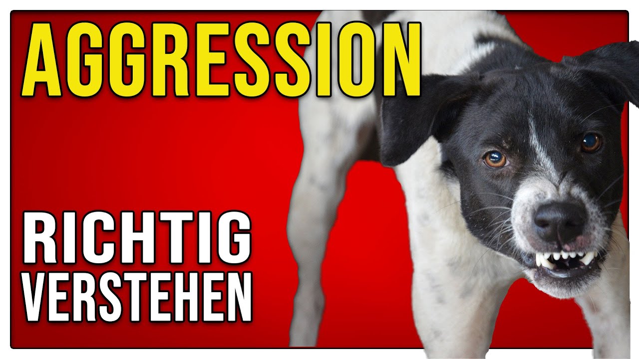 AGGRESSION 🥵 - Was ist das eigentlich? - TGH 416