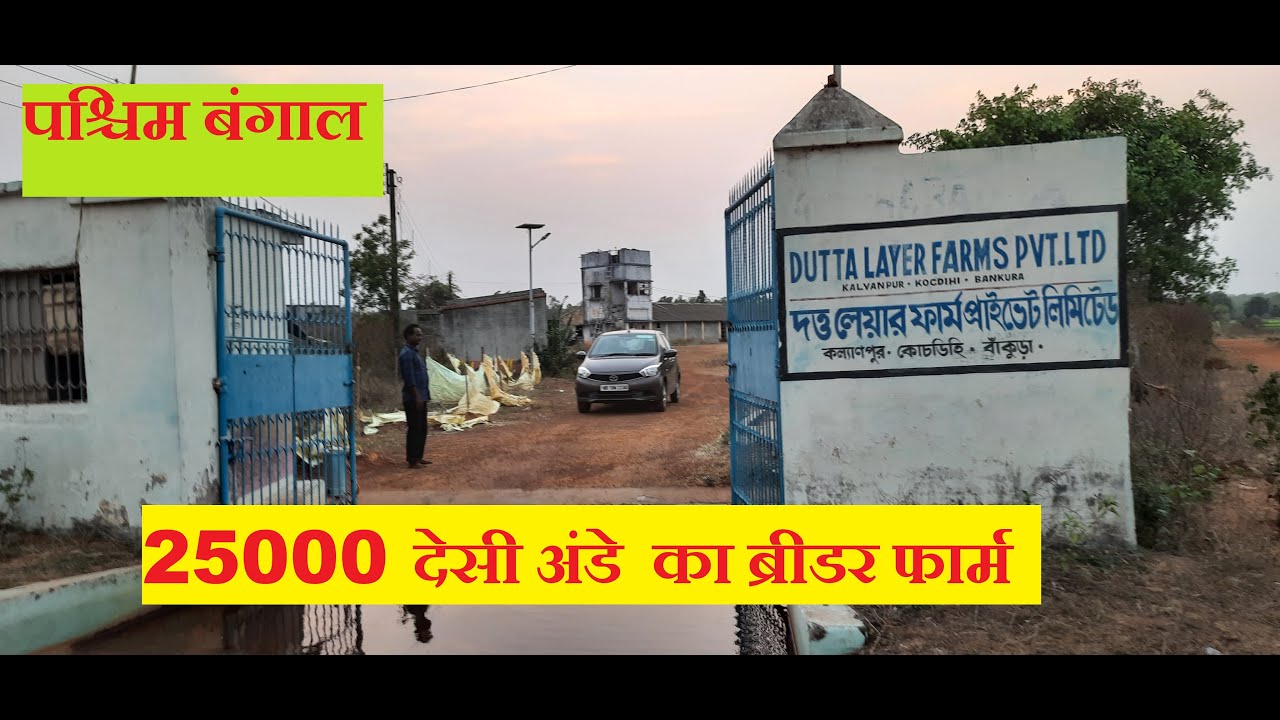 देसी लेयर फार्म कैसे करे II 8797333083 II 25000 देसी अंडे  का ब्रीडर फार्म II पश्चिम बंगाल