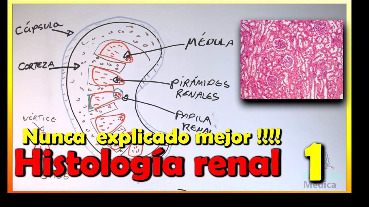 Histología de Riñón