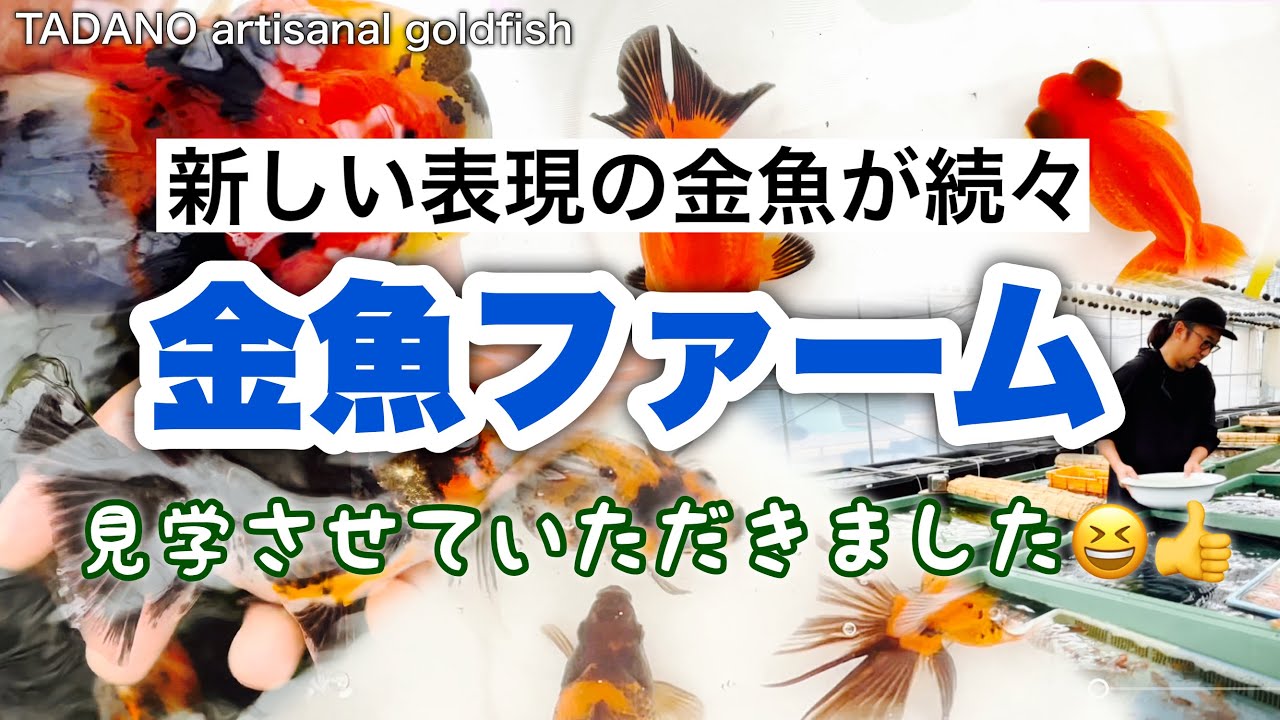 【4/4】新表現の金魚続々 | 地下水で水温調整 | ショートテールもみじ出目 | ブロードテール琉金 | TADANO artisanal goldfishを拝見 | ​⁠@ぺぺリア金魚tv - PEPERIA GOLDFISH TV