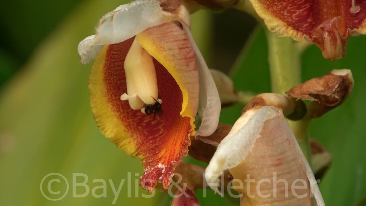 Stingless bees at a ginger flower, Penang, Malaysia. 20220907_080642.uhd