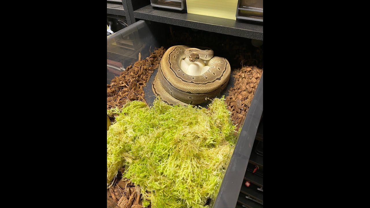 maternal incubation update