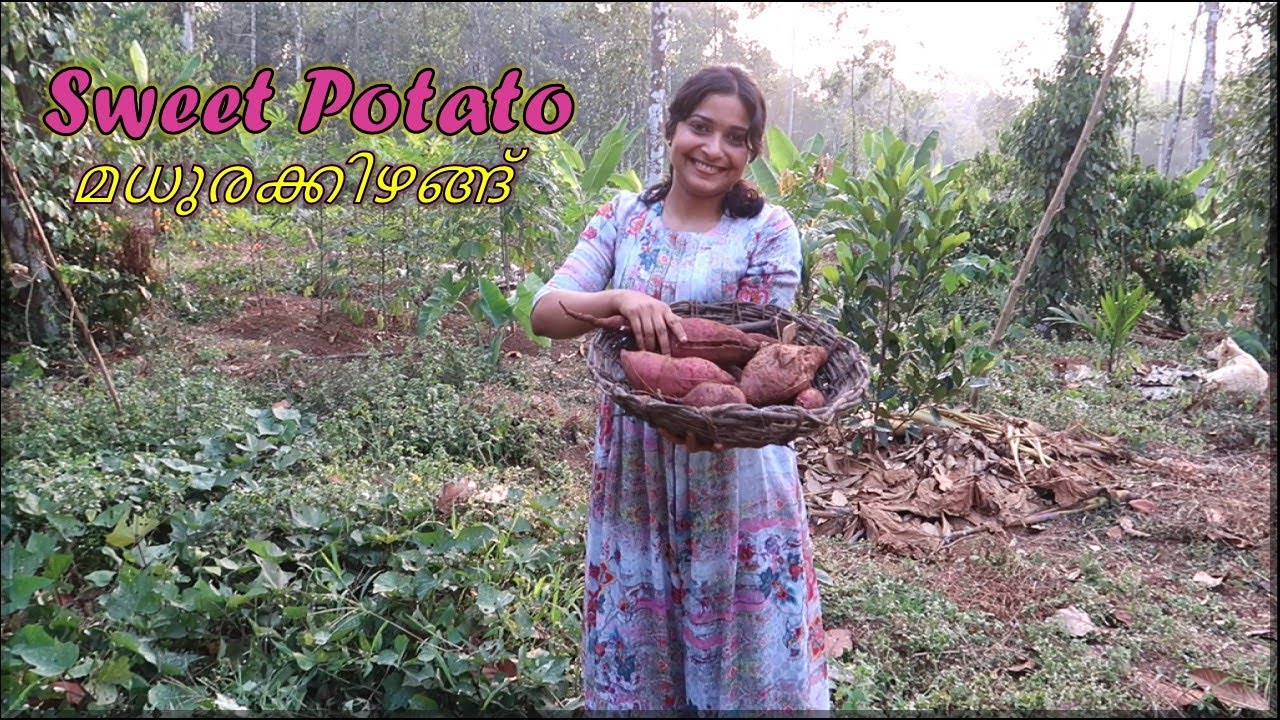 FARM FRESH SWEET POTATOES Harvesting & Cooking | Sakkaravalli Kilangu | മധുരക്കിഴങ്ങ്