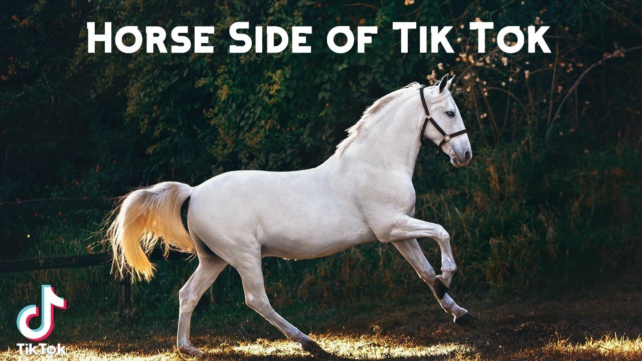 Horse Side of Tik Tok