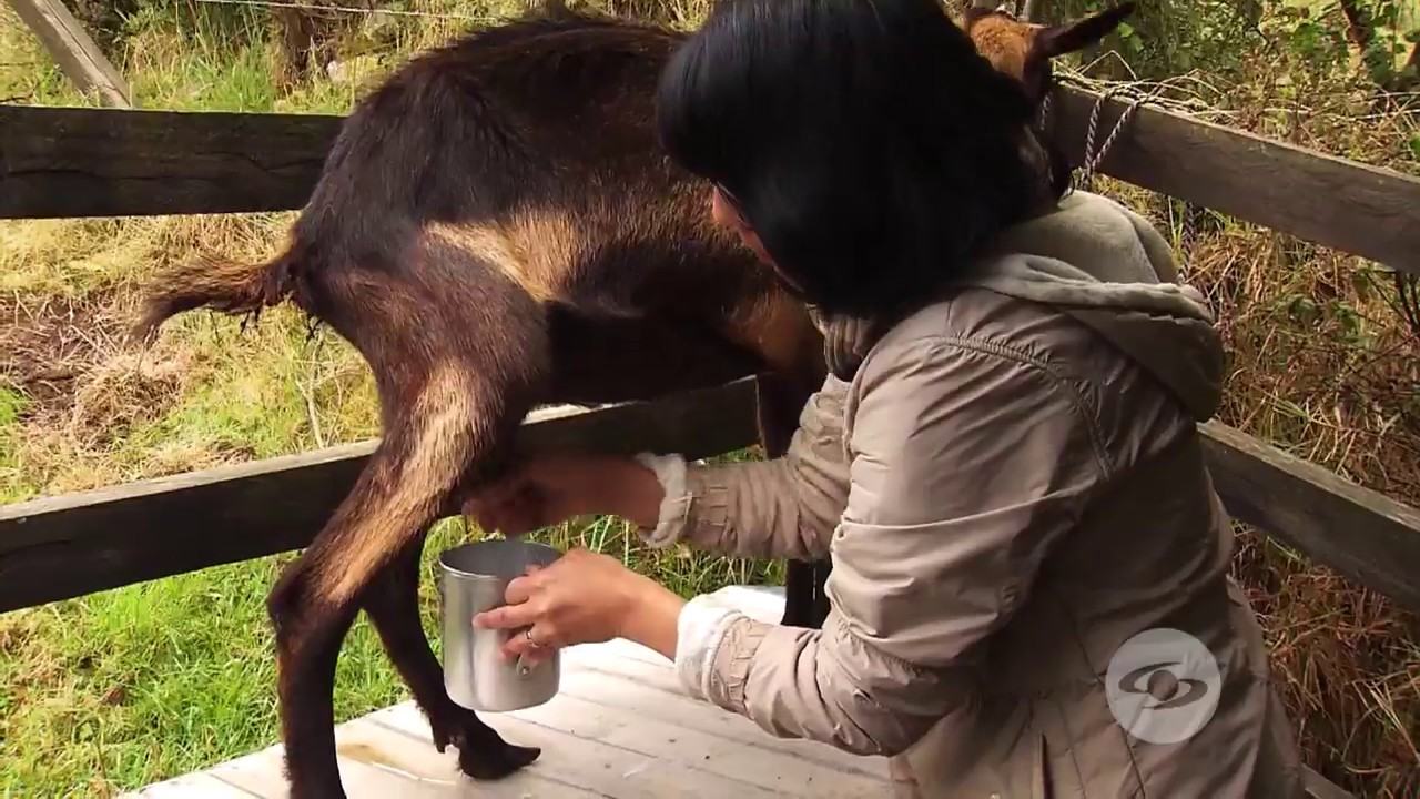 Protocolo de ordeño en cabras | La Finca de Hoy