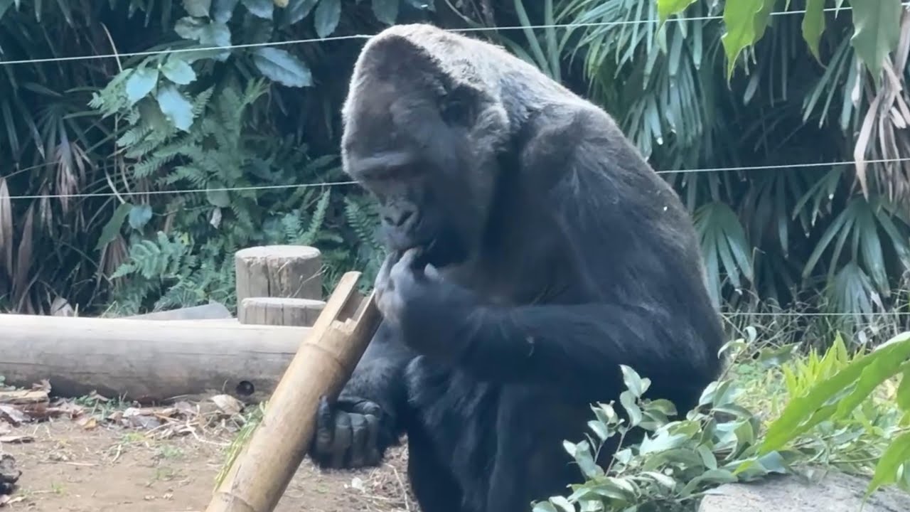 gorilla トトご飯お時間【2025年‎12月16日】【上野動物園】ゴリラ💗