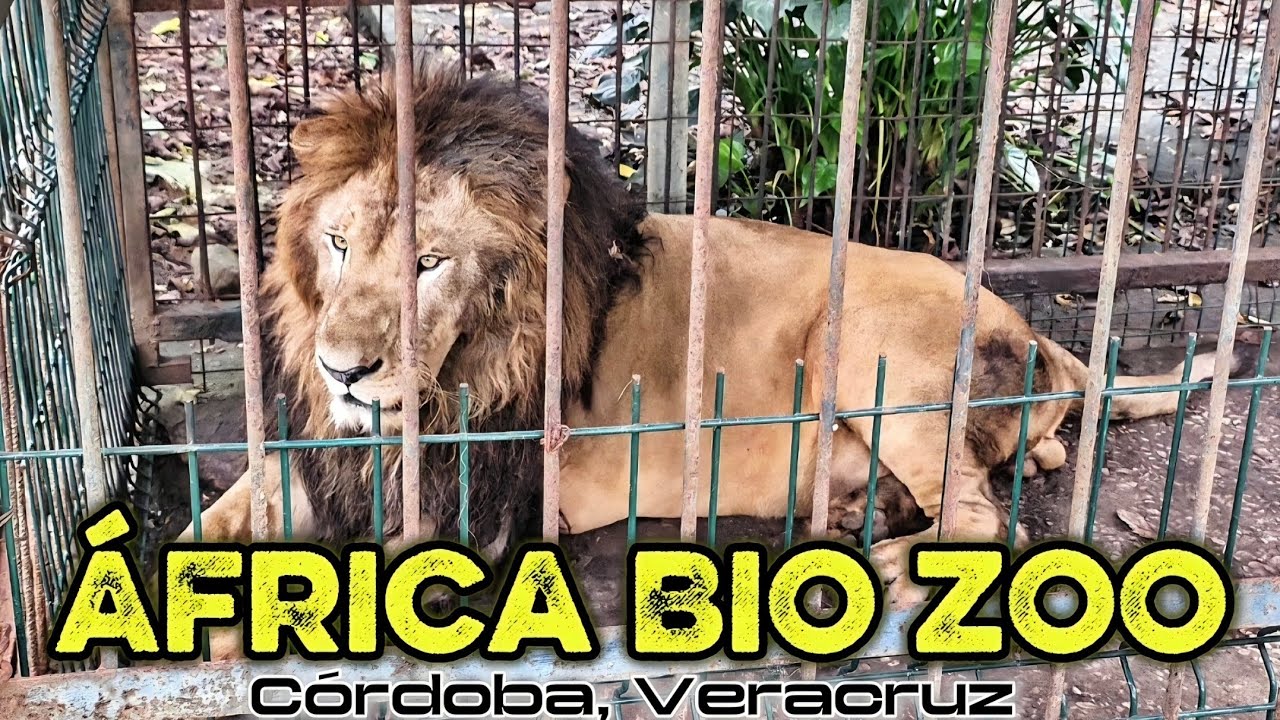 África Bio Zoo: Un ZOOLÓGICO en la ciudad de CÓRDOBA, VERACRUZ | ¿QUÉ HACER? #córdobaveracruz 