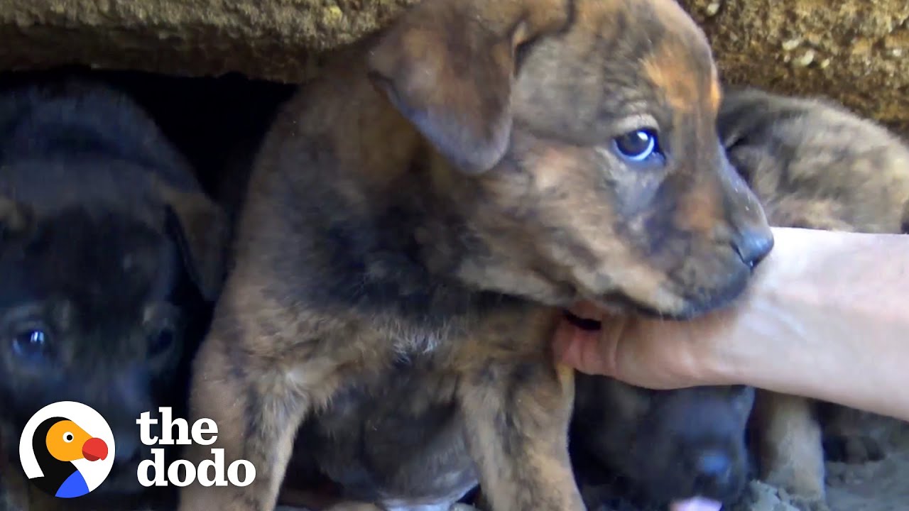 Tiny Puppies Were So Scared Until They Got Rescued | The Dodo