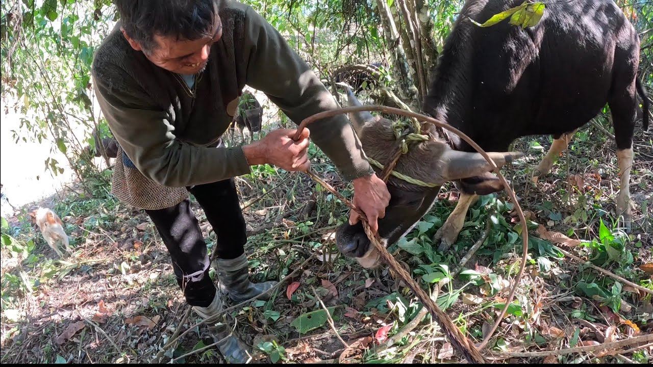 Human Vs Arunachal Pradesh Mithun || Villagers Daily Life || High Risk Mithun Catching.