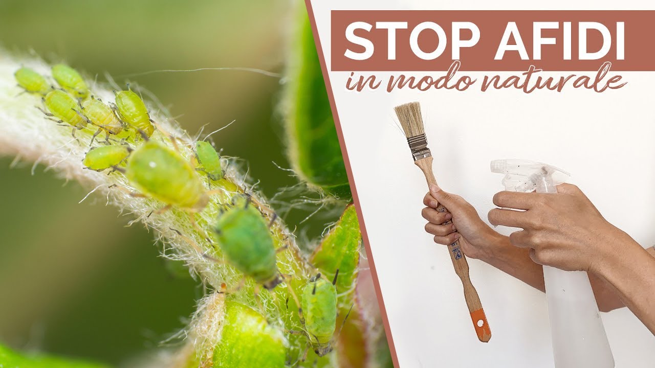 ADDIO AFIDI IN 3 MOSSE | Naturale e Garantito 100%