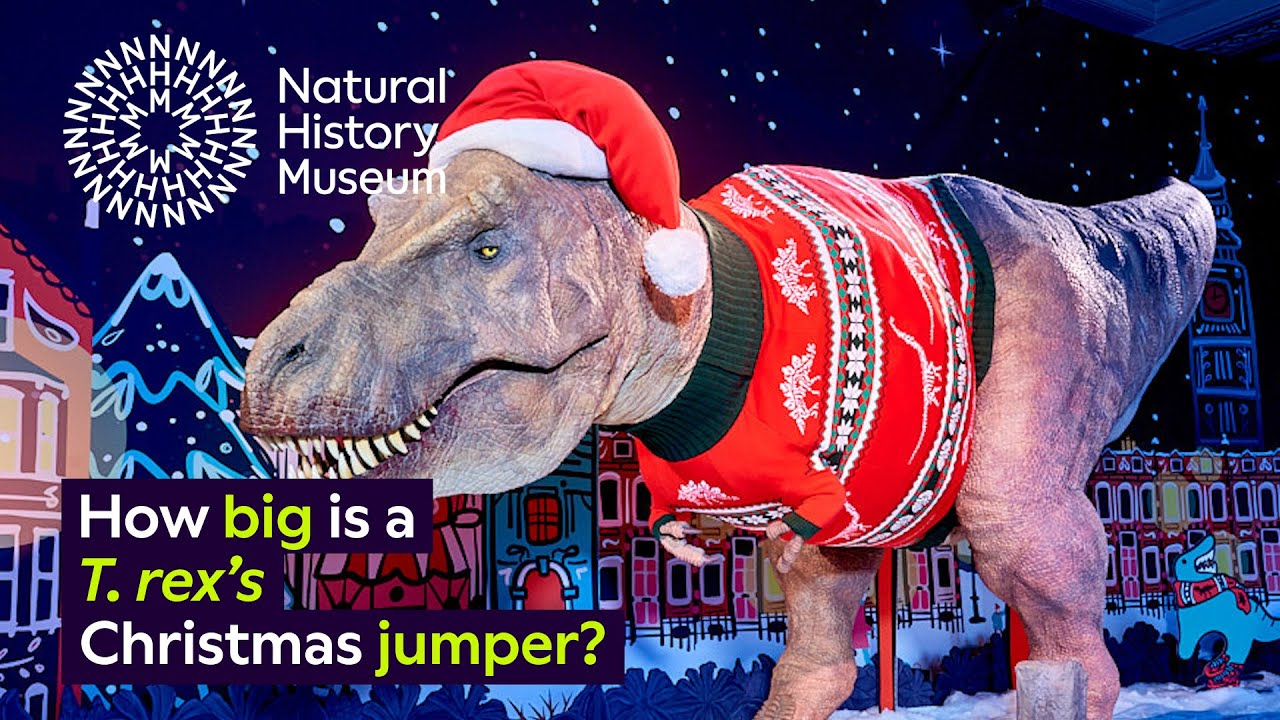 How big is a T. rex's Christmas jumper?