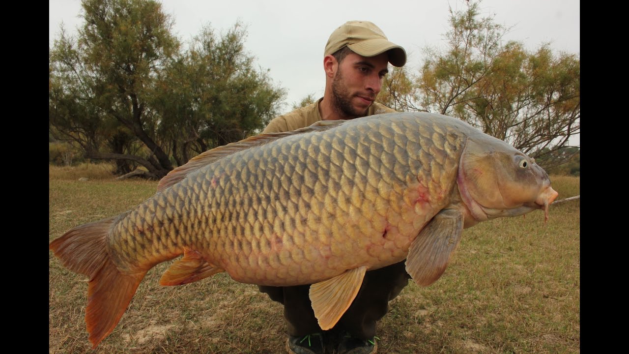 EBRO - VI ENCUENTRO CARPFISHING CASPE WEBCARP
