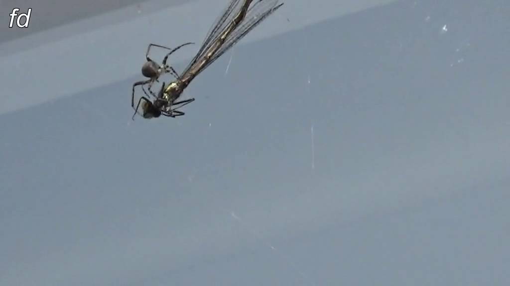 Libelle in spinneweb