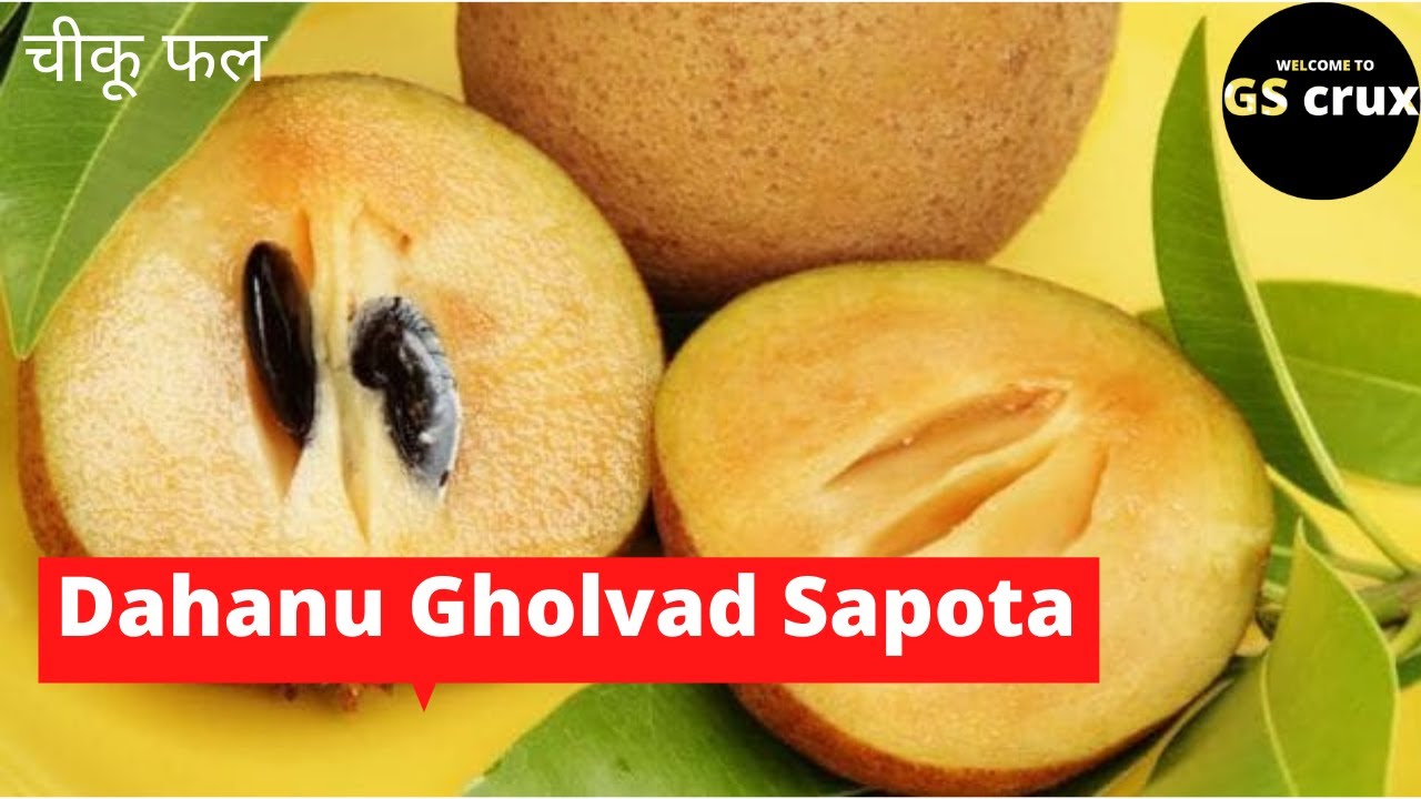 Dahanu Gholvad Sapota चीकू फल | Maharashtra Rajya Chikoo Utpadak Sangh| GI certified product