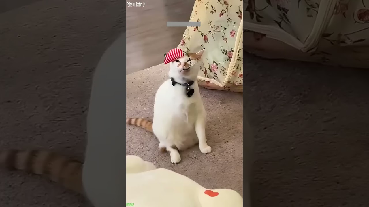 Cute Cats 😸 #viral 😹 # Episode 8141
