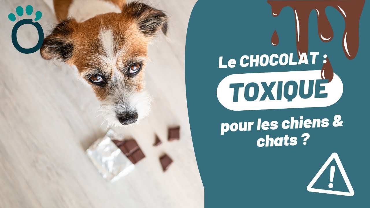 Le CHOCOLAT pour les CHIENS & CHATS : vraiment toxique ?
