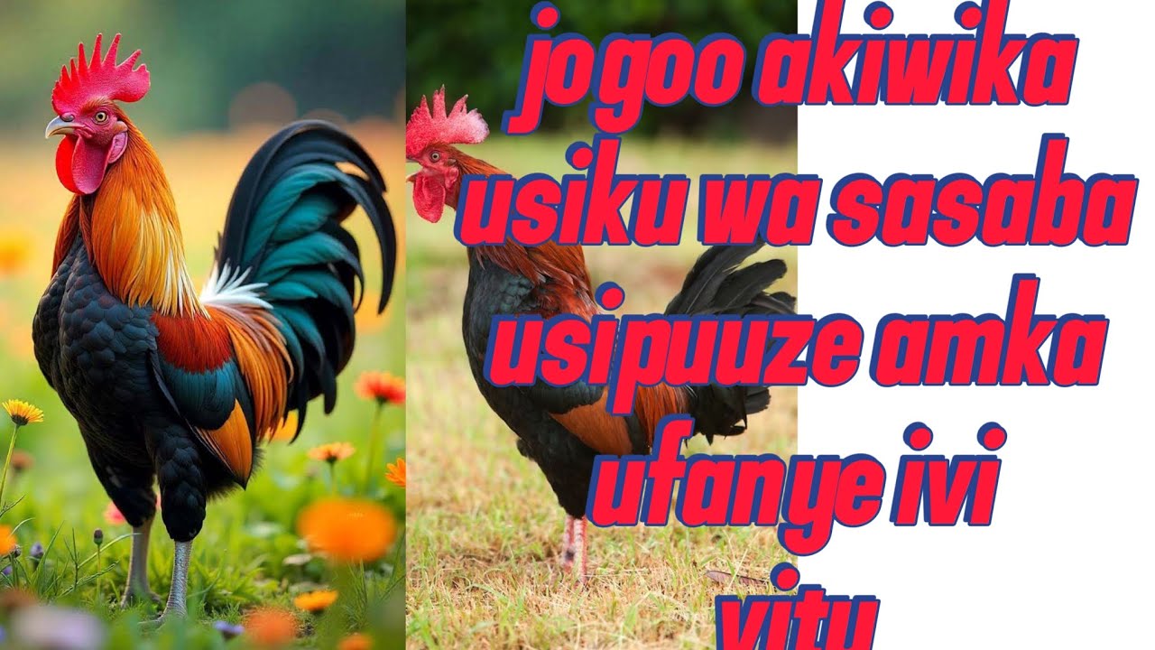 Jogoo akiwika usiku wa sasaba hua anamaanisha vitu vifuatavyo