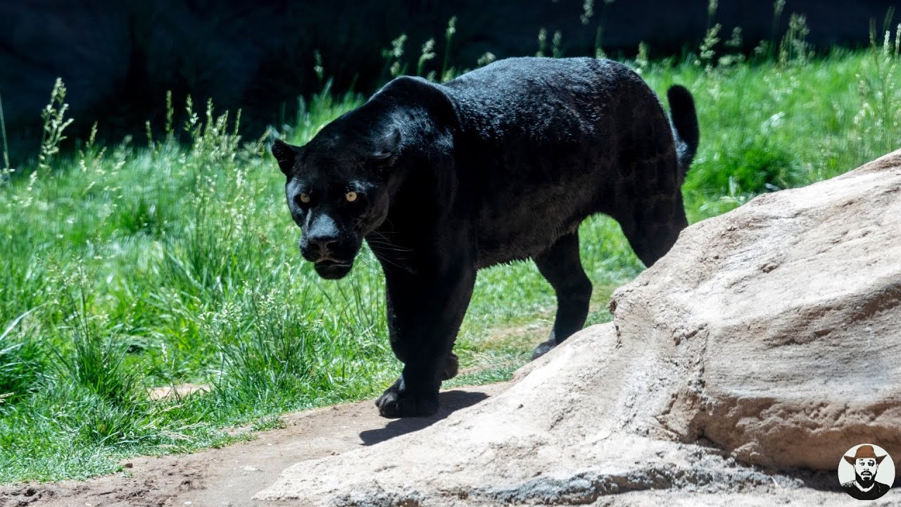 On&ccedil;a preta ou Leopardo pantera?