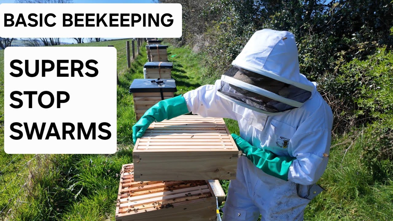 BASIC BEEKEEPING. SUPERS STOP SWARMS,