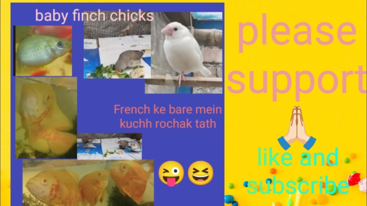  zebra finch soft food me kya dena hai #zebra #birds #vlog #video