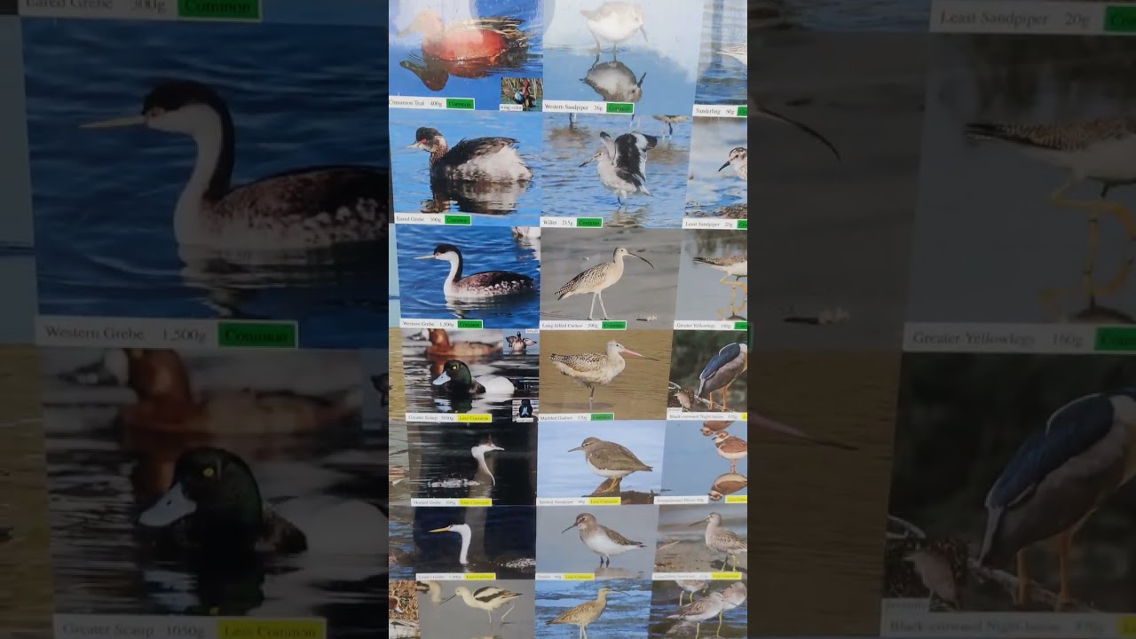 Foggy Morning @ Sweet Springs Pond 