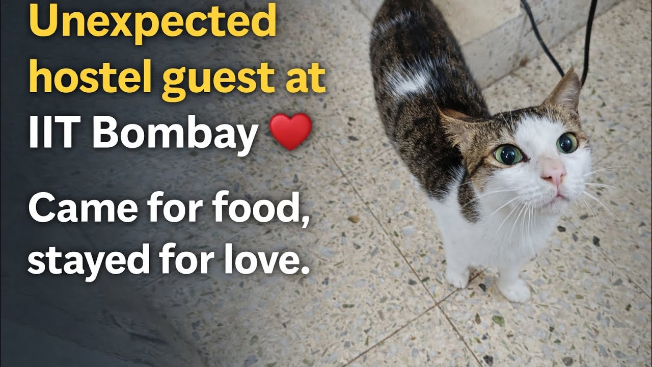 Unexpected hostel guest at IIT Bombay 🐱❤️ Came for food, stayed for love