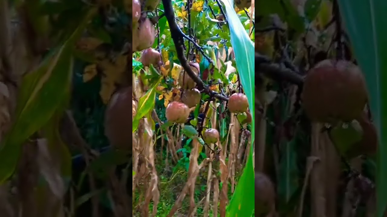 #apple