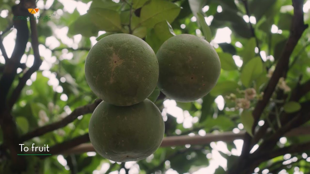 Citrus Capture&trade;