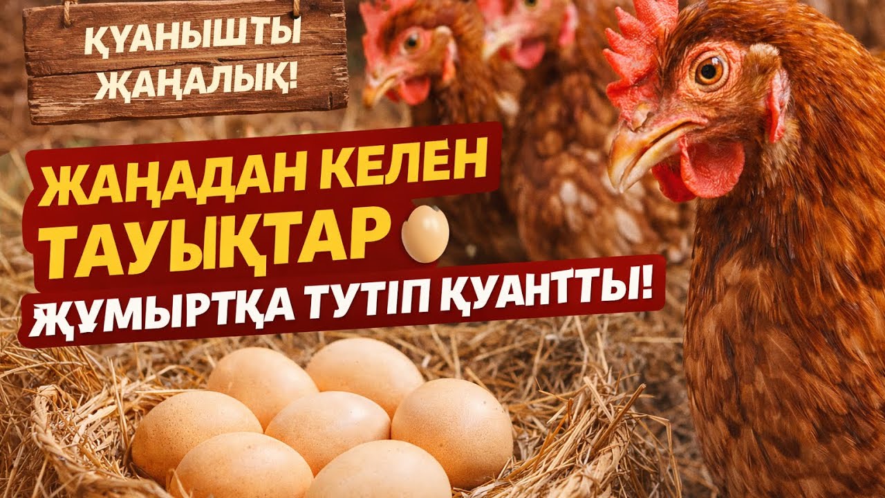 КЕШЕҒАНА АЛҒАН ТАУЫҚТАР БҮГІН КУАНТЫП ЖАТЫР ТАУЫҚ ҚОРАНЫ ТАЗАЛАП ЖАТЫРМЫЗ 