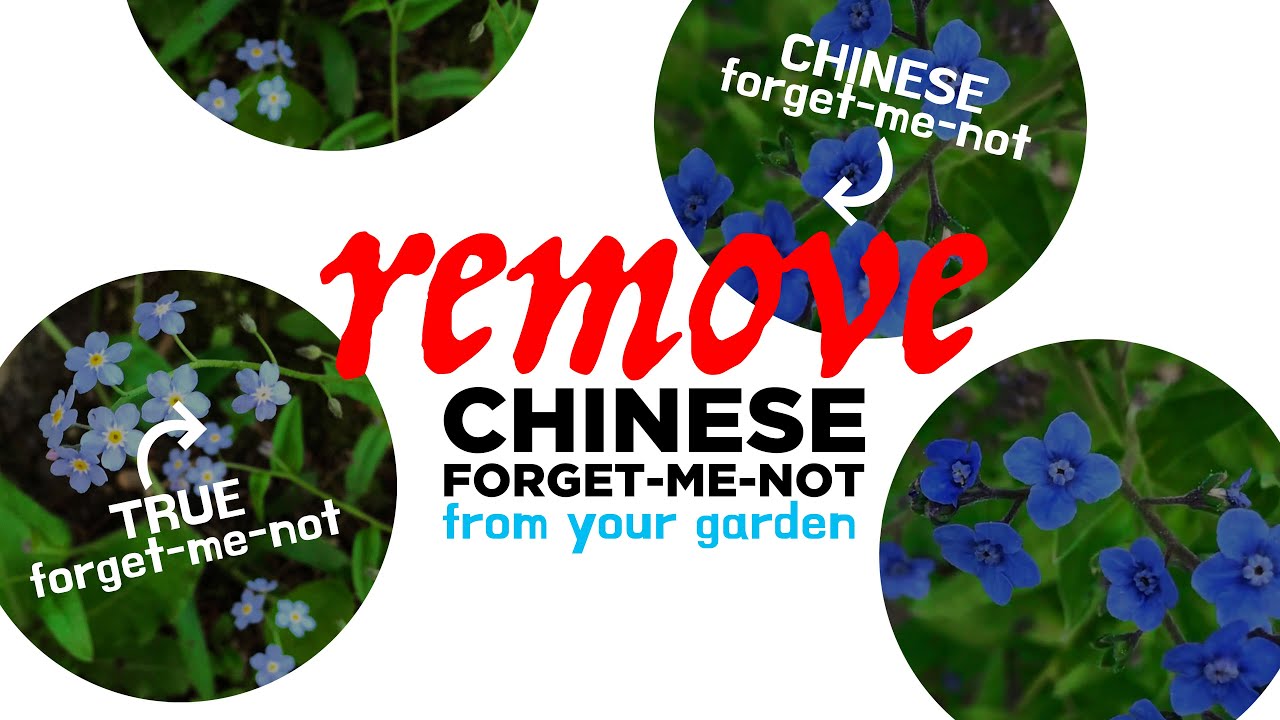 Why You Must Kill Chinese Forget-Me-Nots