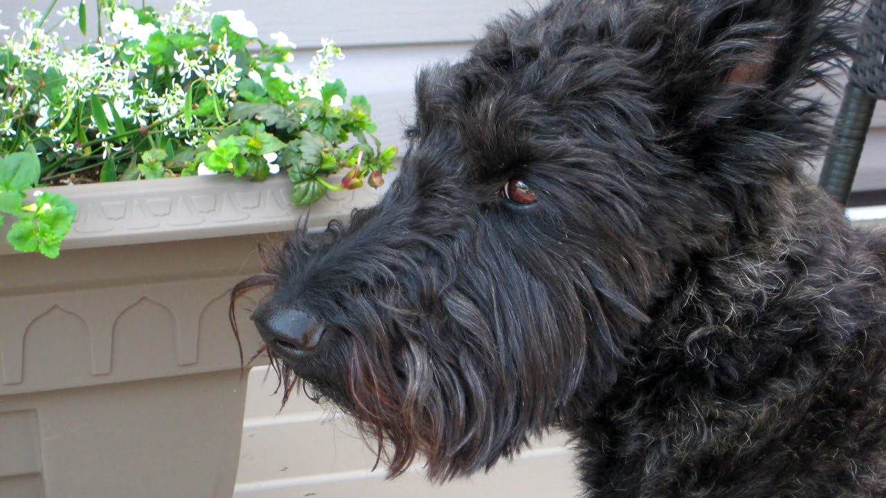 💗 Ben the Scottish Terrier 💗