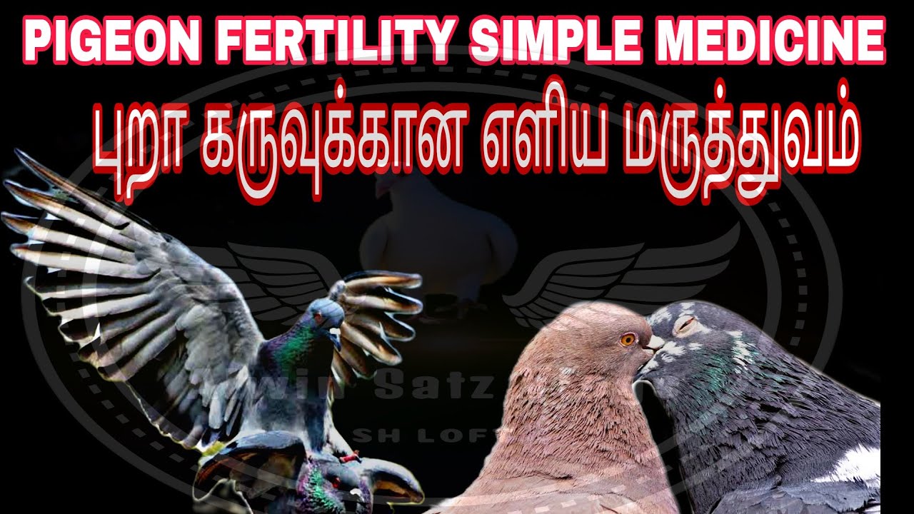 OLD TREATMENT FOR PIGEON FERTILITY | SIMPLE MEDICINE FA FERTILITY TREATMENT  புறா கருவுக்கான மருந்து