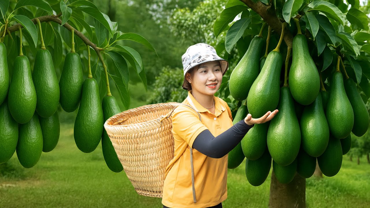 Harvesting Giant Avocado 034, Dragon Go To The Market Sell | Lucia New Life