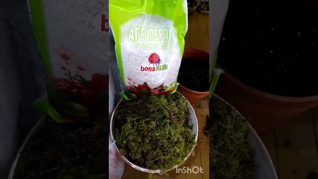 Бегония грунт кисленькой нужен или нет?