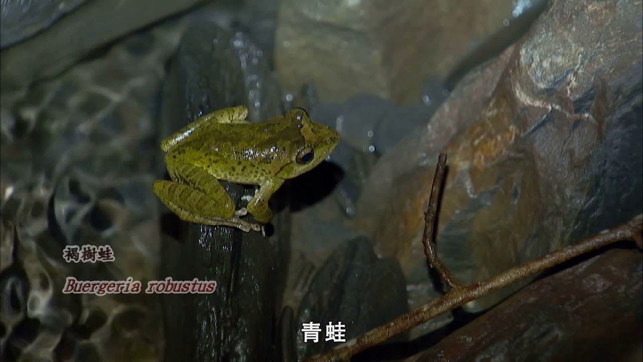 暗夜謎禽—黃魚鴞©