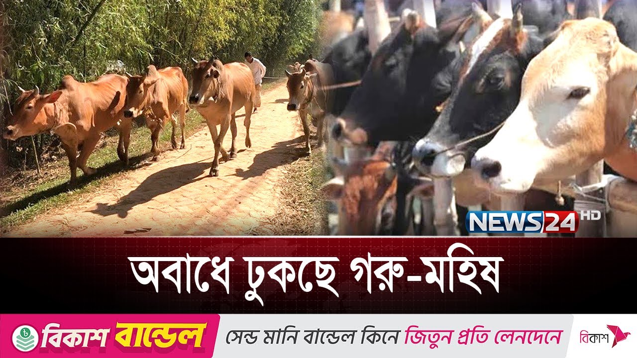সীমান্ত দিয়ে দেদারসে ঢুকছে শত শত গরু | Indian Cow| News24