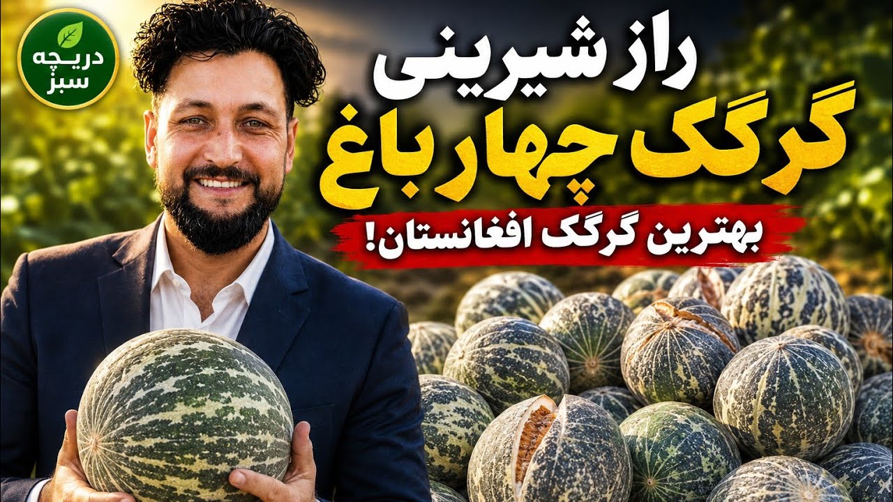 شاهکار دهاقین سرپل | گرگک‌های ۸ تا ۱۰ کیلویی در قریه چهارباغ