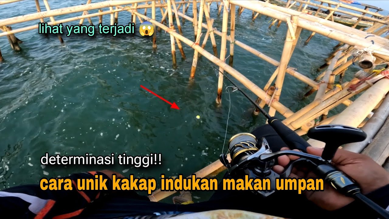 DETERMINASI!! Begini cara unik kakap besar menyambar umpan saya bulat bulat 😱