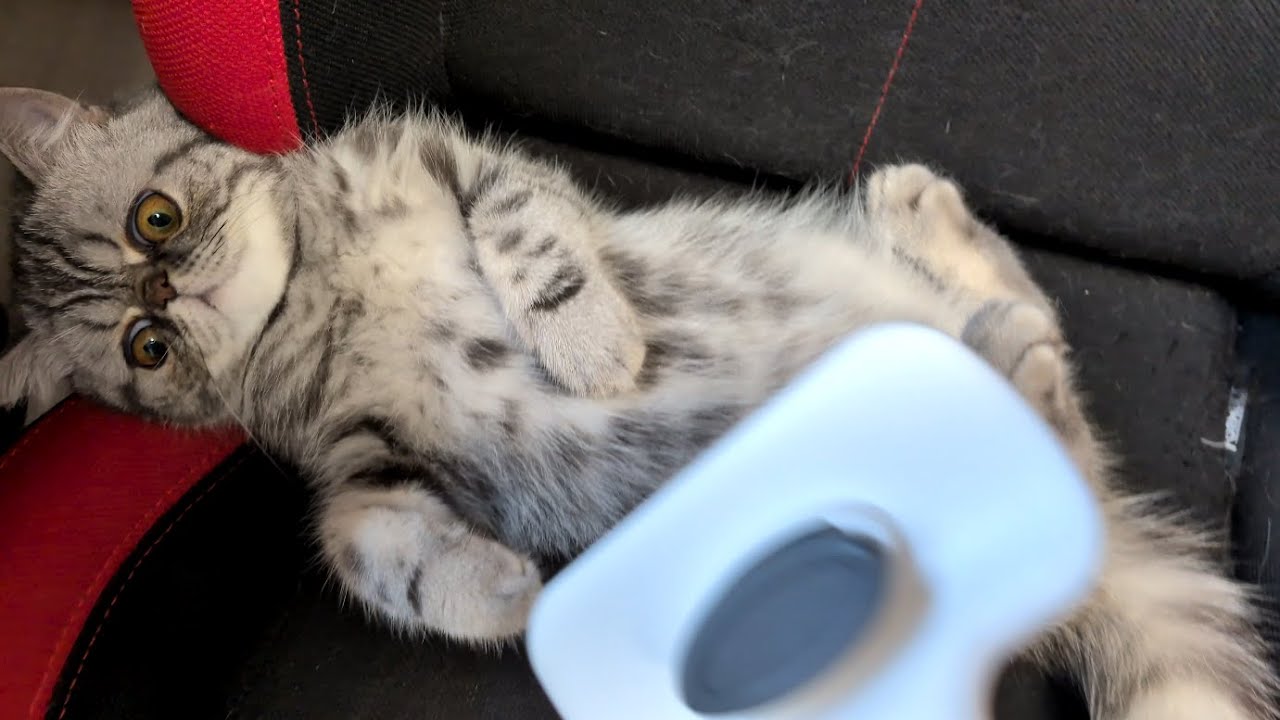 愛猫を上から眺めるだけ