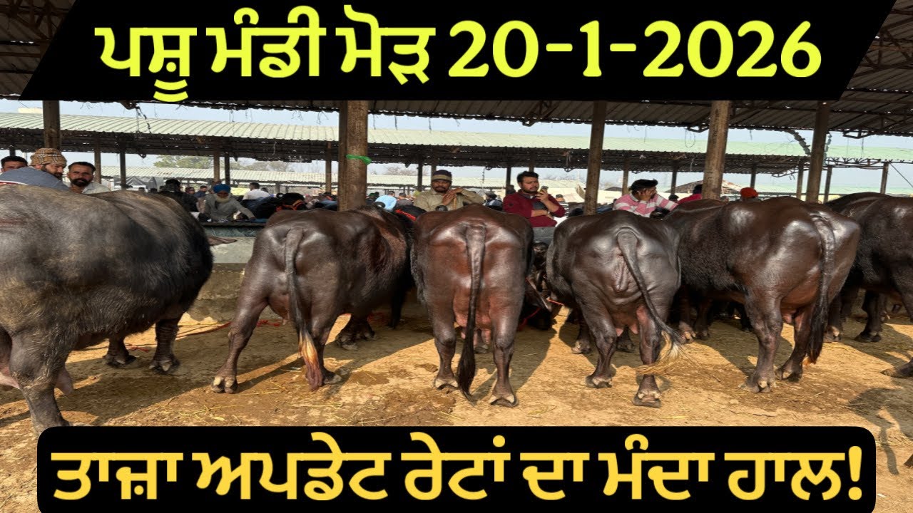 ਪਸ਼ੂ ਮੰਡੀ ਮੋੜ 20-1-2026 ਤਾਜ਼ਾ ਅਪਡੇਟ ਪੂਰੇ ਰੇਟਾਂ ਦਾ ਮੰਦਾ ਹਾਲ! 