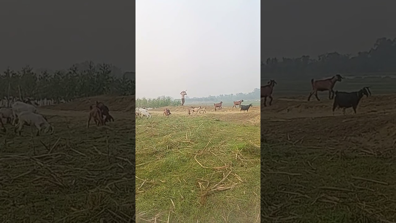 অসাধারণ মূহুর্ত । KR Agro and Dairy Farm update 