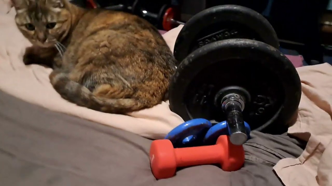 #cat #bodybuilding #bedtimestories 