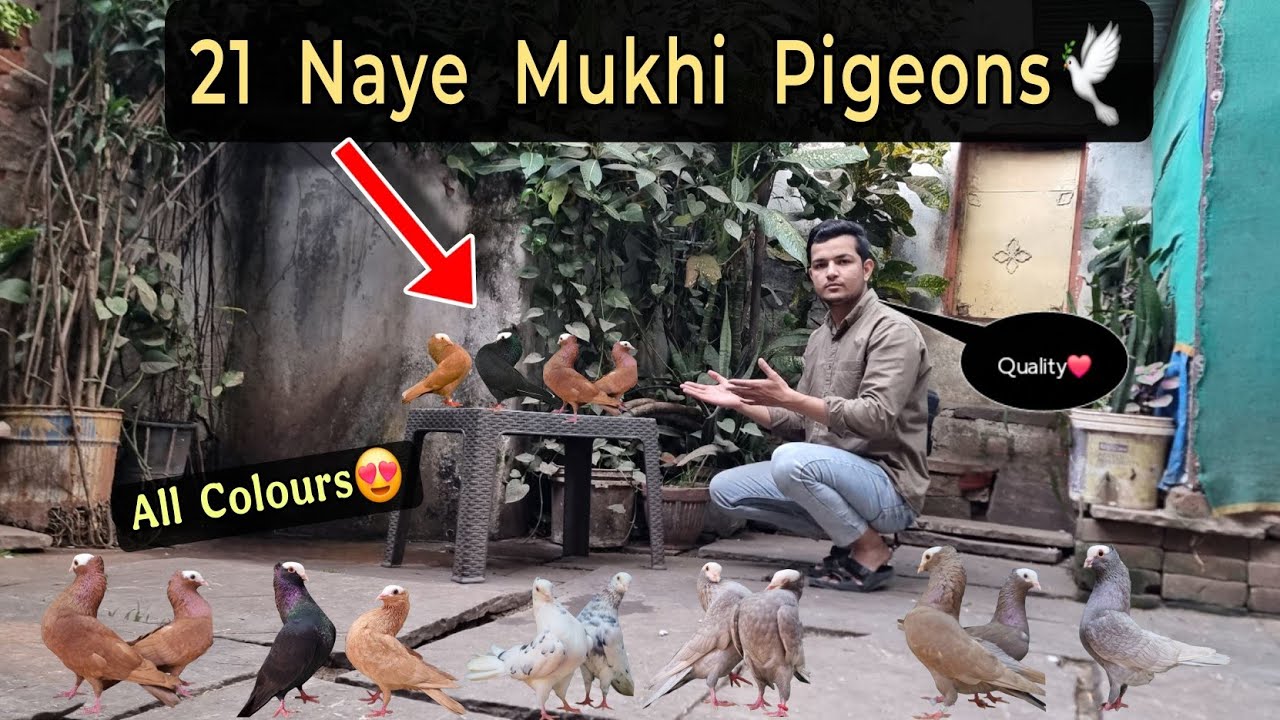 21 New Mukhi Pigeons Ka Shoq!😍🕊