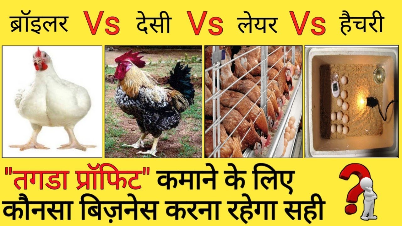 86, Rir murgi farm | black australorp chickens, broiler chicken poultry farming, desi gavran poultry