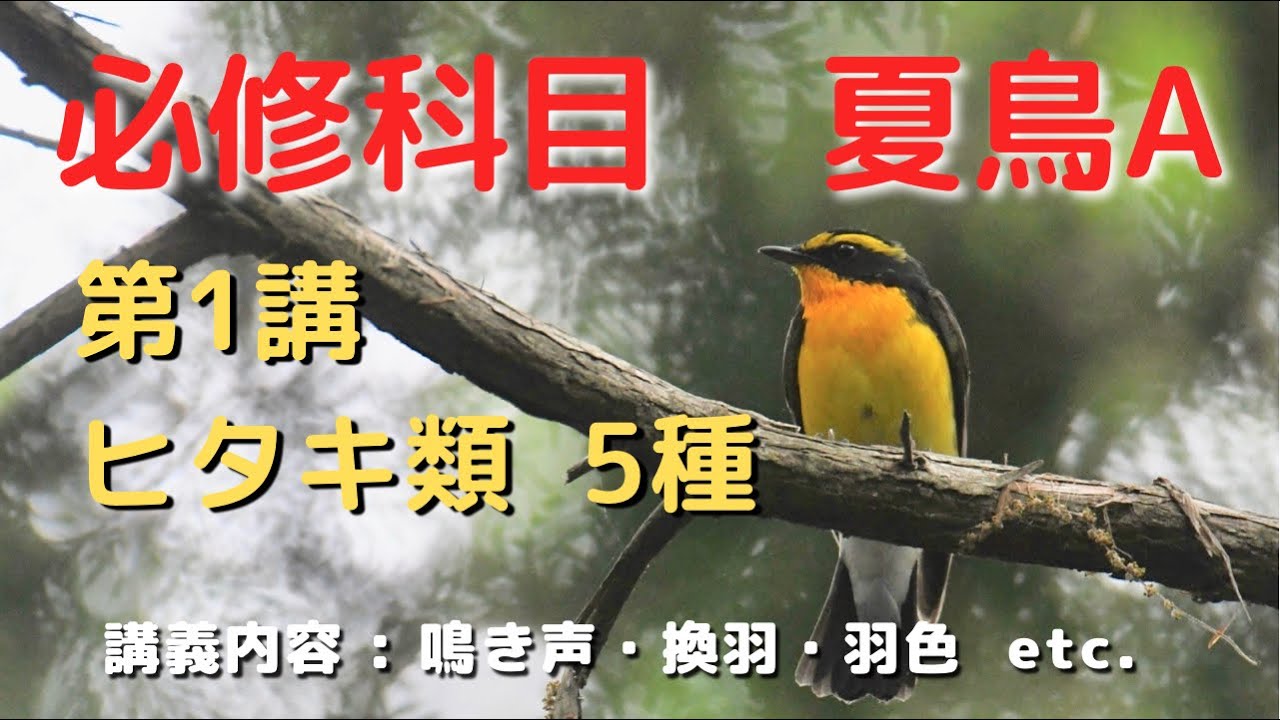 【視聴者参加型】絶対に覚えたい夏鳥５種(ヒタキ類)