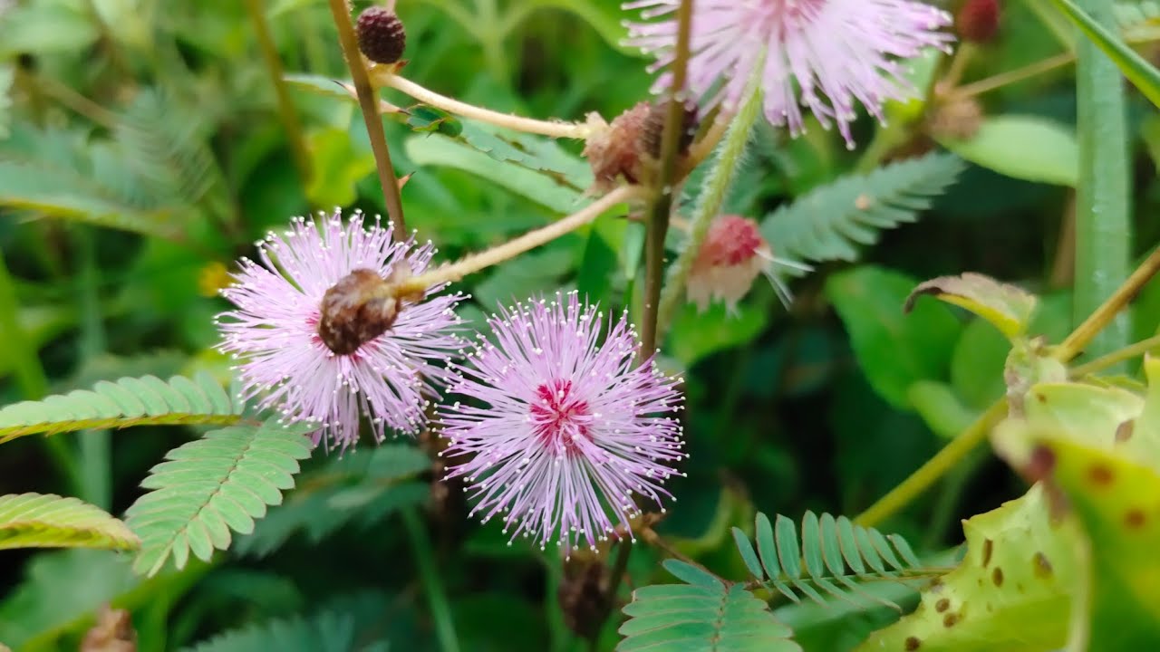 Mimosa (shame plant)