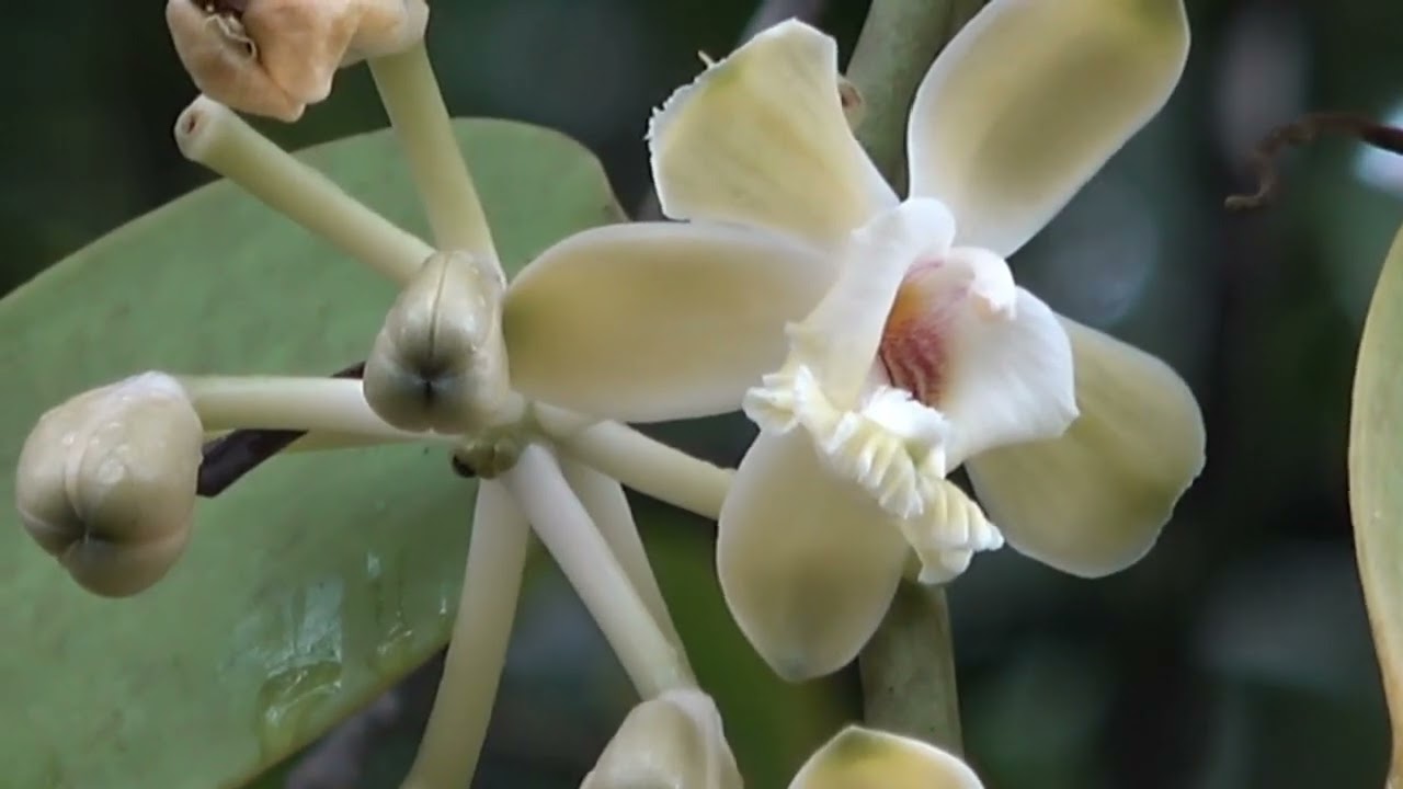 Scouting behavior of pollinators