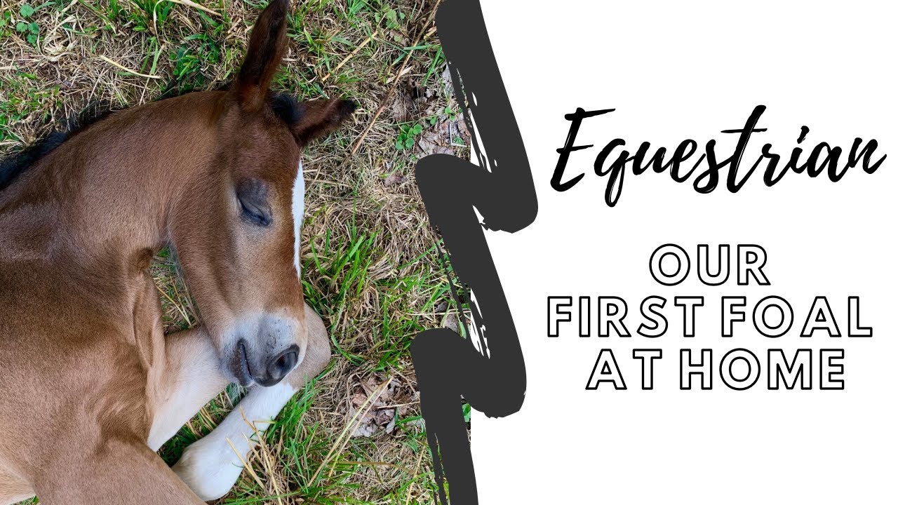Our First Foal At Home - Springen Equestrian